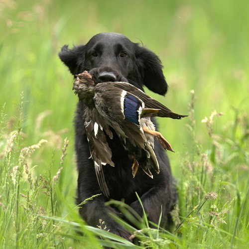 Calibrating Your TR-dog Dog Gps Tracking System Compass Is A Simple Process